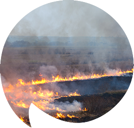 MK No use fuming about it_Fire_in_dry_grass_field.png