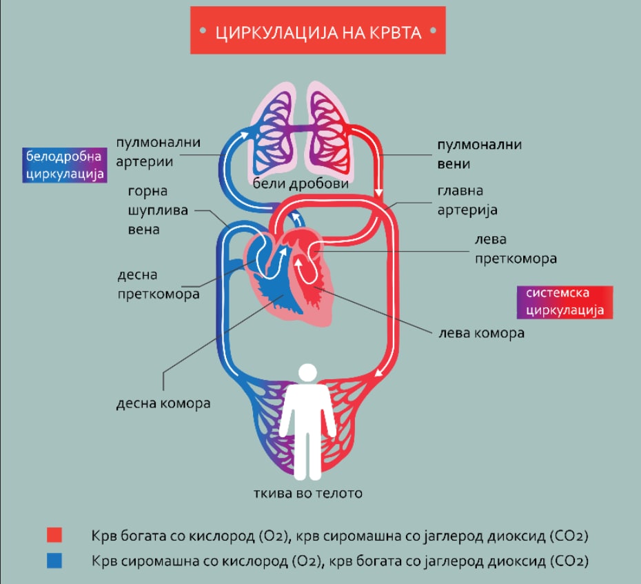 Срце и циркулаторен систем